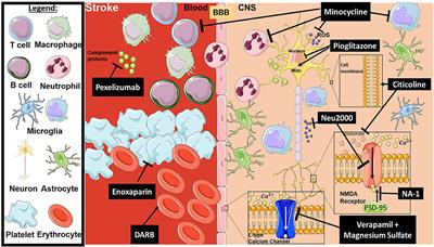 Anti-inflammatory and Neuroprotective Agents in Clinical Trials for CNS Disease and Injury: Where Do We Go From Here?